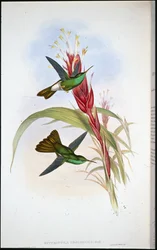 Kultapyrstöinen sulkakolibri (Hypuroptila Urochrysia)