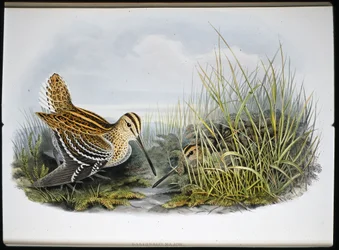 Suuri nuija (Gallinaco Major) (käsinvärinen lito)