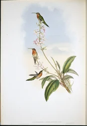 Vihertöyhtöerakkokolibri (Phaethornis viridicaudata)