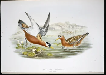Harmaa phalarope (Phalaropus Fulicarius) (käsinvärinen lito)