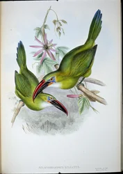 Groove-Bill Toucan (Aulacorhamphus Sulcatus) (käsinvärinen lito)