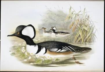 Hupullinen neitsyt (Mergus Cucullatus) (käsinvärinen lito)