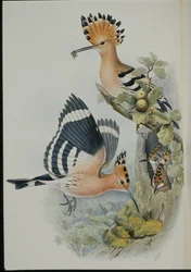 Hoopoe (Upupa Epops) (käsinvärinen lito)