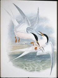 Kite of Glead (Milvus Regalis) (käsinvärinen lito)