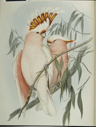 Leadbeaterinkakadu (Cacatua leadbeateri)