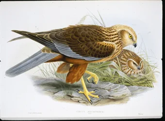 Suohaukka (Circus Aeruginosus) (värillinen kaiverrus)