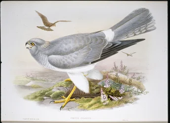 Suoharri (Circus Aeruginosus) (käsinvärinen lito)