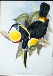 Osculant Toucan (Ramphastos Osculans) (käsinvärinen lito)