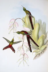 Phaon Comet (Cometes Phaon) (käsinvärinen litho)