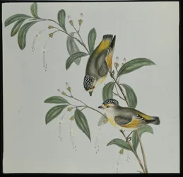 Punainen pardalote (pardalotus rubricatus) (käsinvärinen lito)