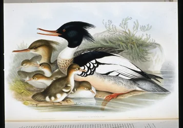 Punarintainen kuikka (Mercus Serrator) (käsin värjätty litografia)