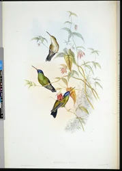 Rufous Liekinkantaja (selasphorus rufus) (käsinvärinen lito)