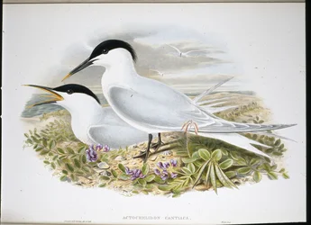 Voileipätiira (Actochel Cantiaca) (käsinvärinen litho)