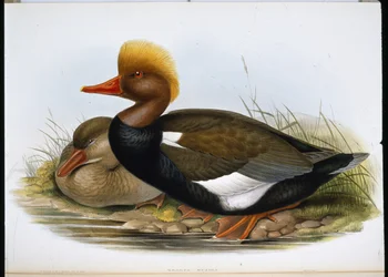 Shoveller (Spatula Clypeata) (käsinvärinen lito)