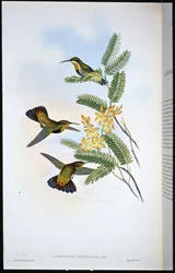 Sombre Sabre Wing (Campylopterus Obscurus) (litografia pintada a mà) finlandès