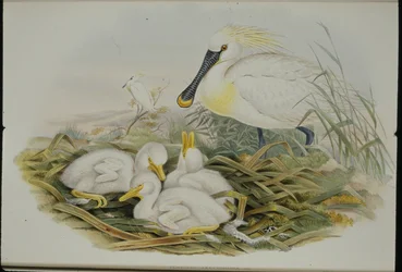 Lusikkanokka (Platalea Leucorodia) (käsinvärinen lito)