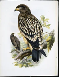 Merikotka (Aquila Naevia) (käsin värjätty litografia)