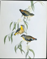 Täplikäs pardalote (Pardalotus Punctatus) (käsinvärinen lito)