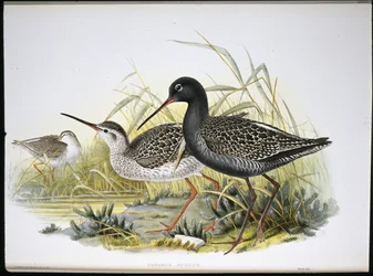 Täplikäs (Totanus Fuscus) (käsinvärinen lito)