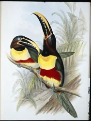 Rikki-valkoinen tukaani (Ramphastos Vitellinus) (käsinvärinen lito)