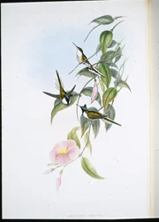 Sun Gem (Heliactin Cornuta) (käsinvärinen lito)