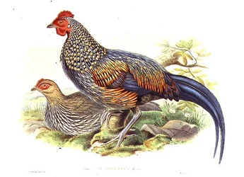 Taiteilijan ja William Hartin (1823-1894) kaivertama kaksi aasialaista fasaania (Gallus Sonneratii) (litho)