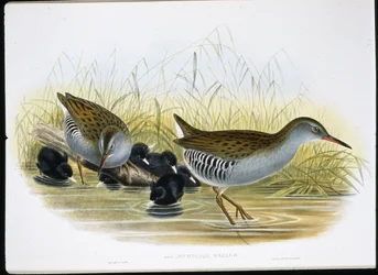 Vesikisko (Rallus Aquaticus) (käsinvärinen litho)