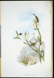 Yarrellin mailapyrstökolibri (Calothorax yarrellii)