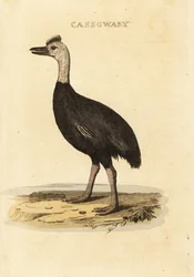 Eteläinen kasuari, Casuarius casuarius