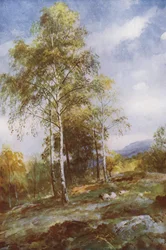 Hopeakoivut (väri litho)