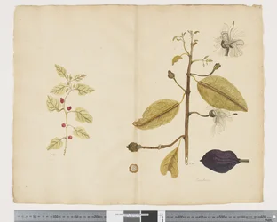 F.18 Tetragonia impplexicoma; Caparis nobilis 