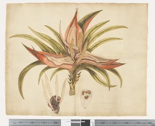 F.1 Freycinetia baueriana, n. 1790-1795 (akvarelli ja muste paperille)