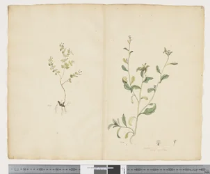 F.25 Euphorbia sparrmannii; Lobelia alata, n. 1790-1795 (akvarelli ja muste paperille)