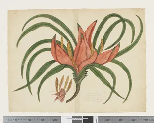 F.36 Freycinetia baueriana, n. 1790-1795 (akvarelli ja muste paperille)