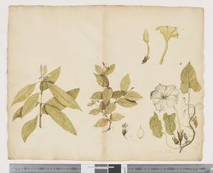 F.6 Wikstroemia Australis; Ipomea, n. 1790-1795 (akvarelli ja muste paperille)