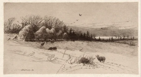 Lampaat lumessa