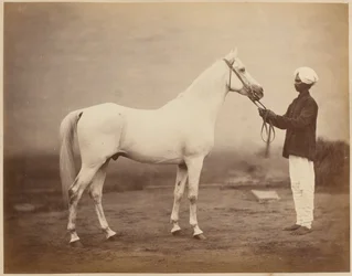 Kenraaliluutnantti Sir Frederick Sleigh Robertsin hevonen, "Vonolel", noin 1885