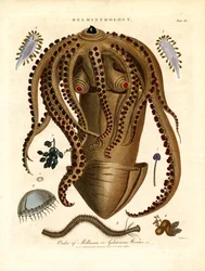 Helmintologia;Levy III - Mollusca- eli hyytelömäisten matojen järjestys