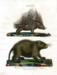 Hystrix (piikkisikoja)