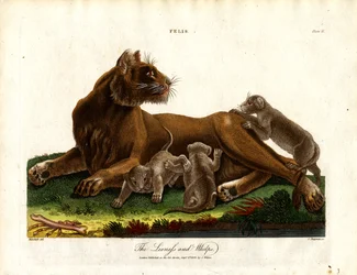 Leijonaemo ja pennut (Felis;Plate II)