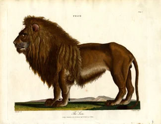 Leijona (Felis;levy I)