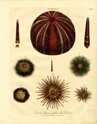 Erilaiset meriuurkinlajit
