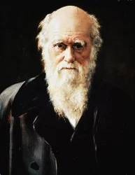 Englantilaisen luonnontieteilijän Charles Darwinin muotokuva, yksityiskohta