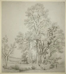Jalavapuu (recto); Tutkimus East Bergholtista kirkon kanssa (käänteinen)