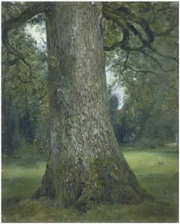 Tutkimus jalavan rungosta, n. 1824