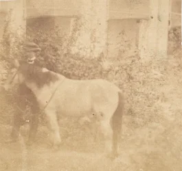 [Ihminen ja hevonen, hallitustalo, Allahabad], 1858.