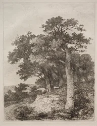 Colneyssa