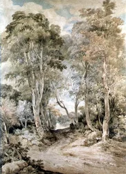 Puu kohtaus