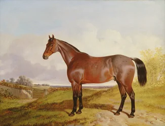 Tutkielma ruunikosta metsästyshevosesta maisemassa, 1854
