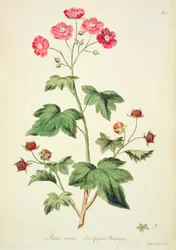 Raspberry: Sweet Canada (s. 45) John Edwardsin (fl.1763-1812) teoksesta "The British Herbal..."